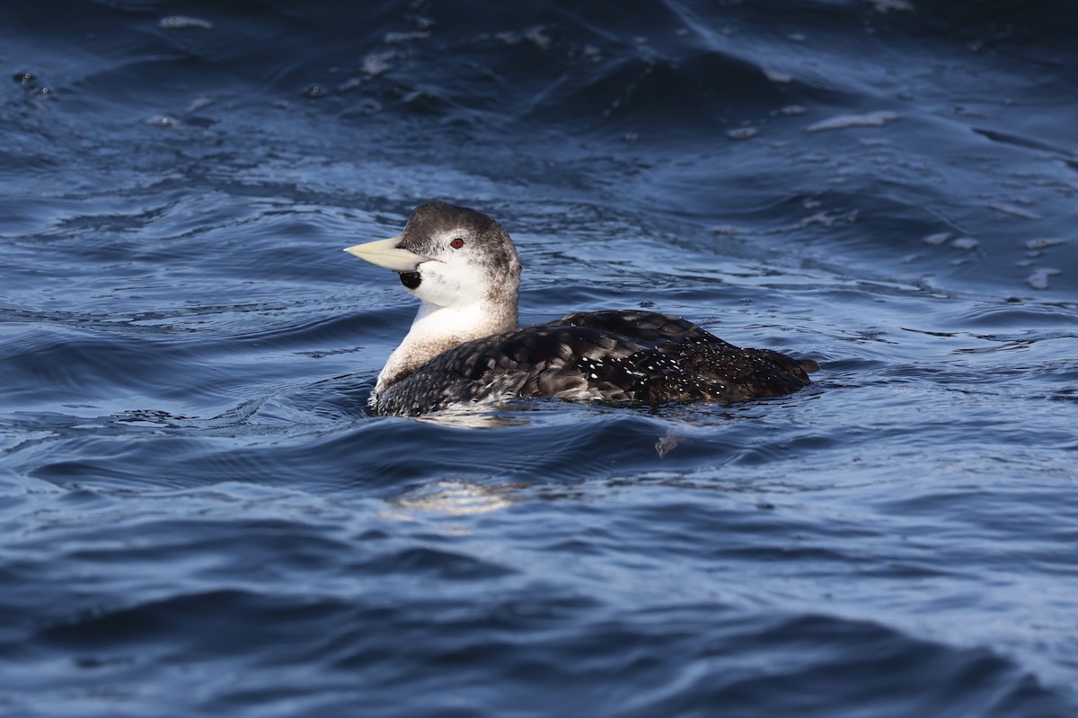 Plongeon à bec blanc - ML644399953