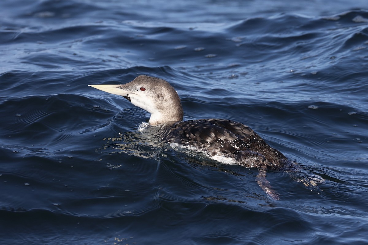 Plongeon à bec blanc - ML644399954