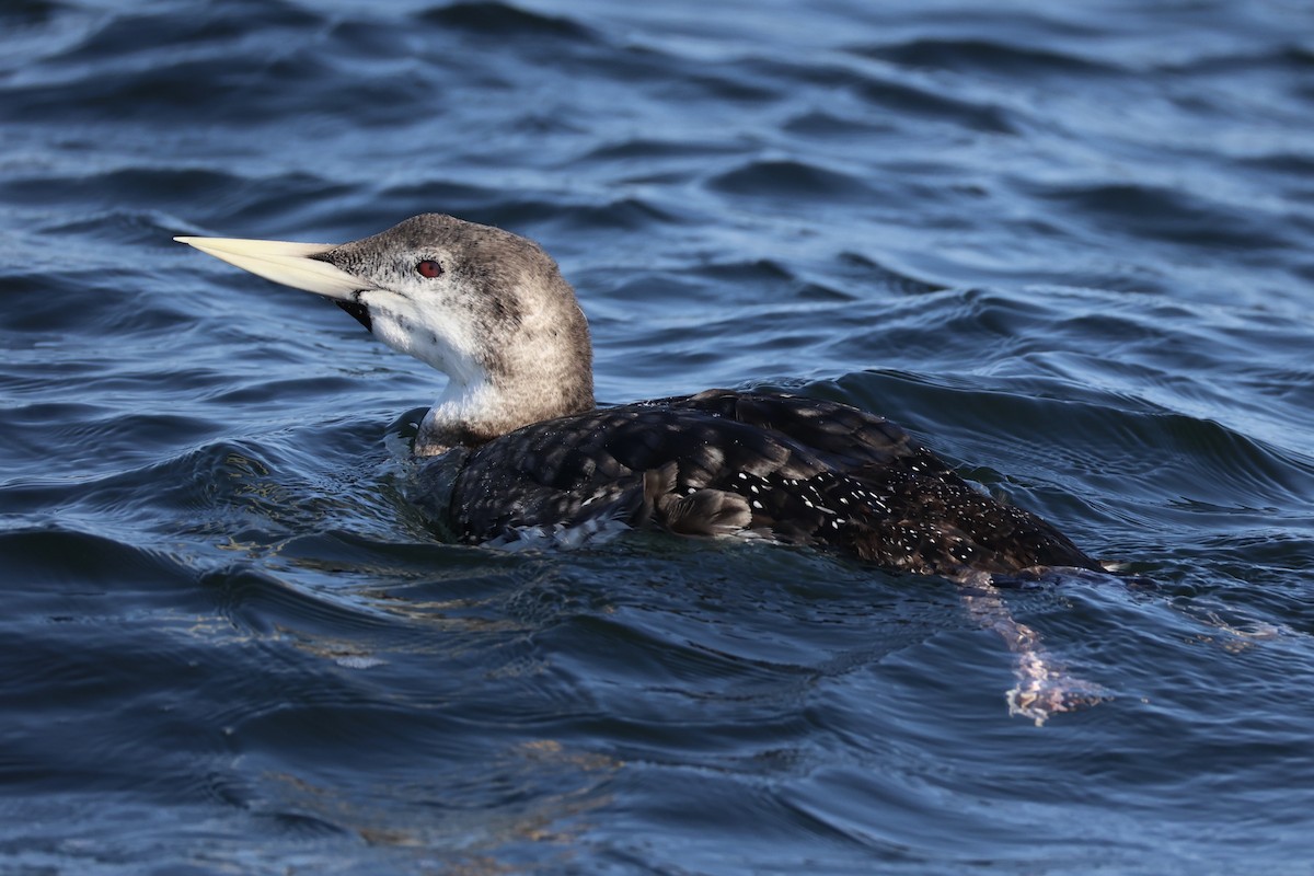Plongeon à bec blanc - ML644399956