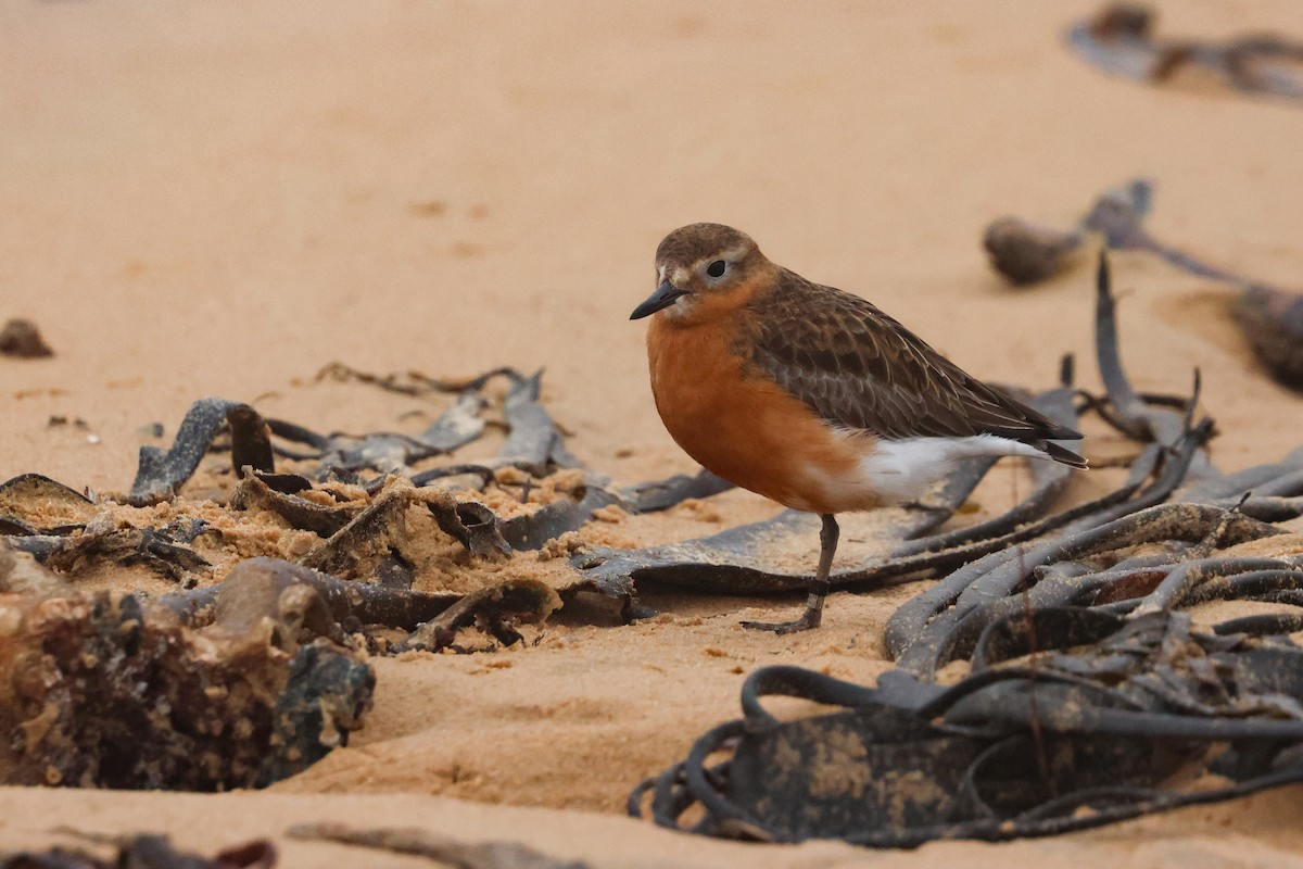 rustbuklo (obscurus) - ML644399962