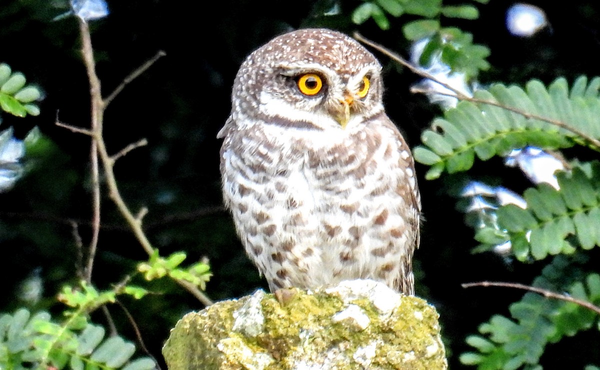 tempelugle - ML644399963