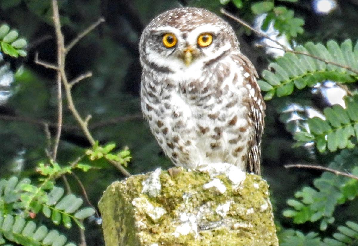 tempelugle - ML644399964