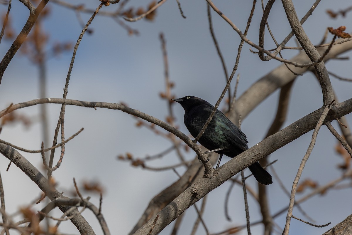 Brewer's Blackbird - ML644399972