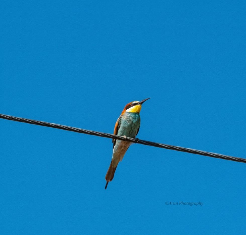 Золотистая щурка - ML644399974