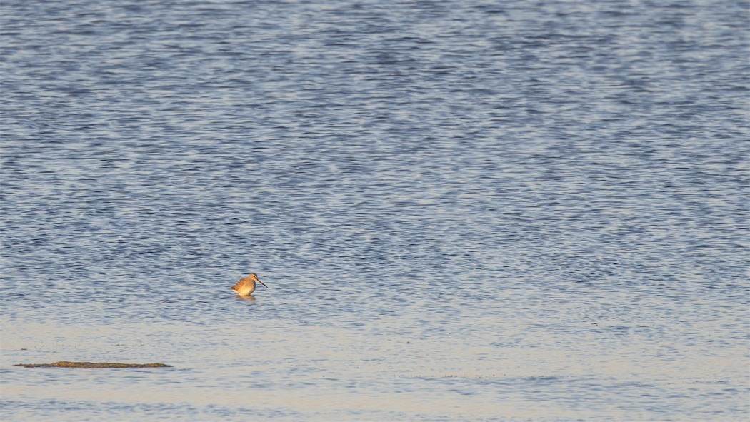 Tundraschlammläufer - ML644399976