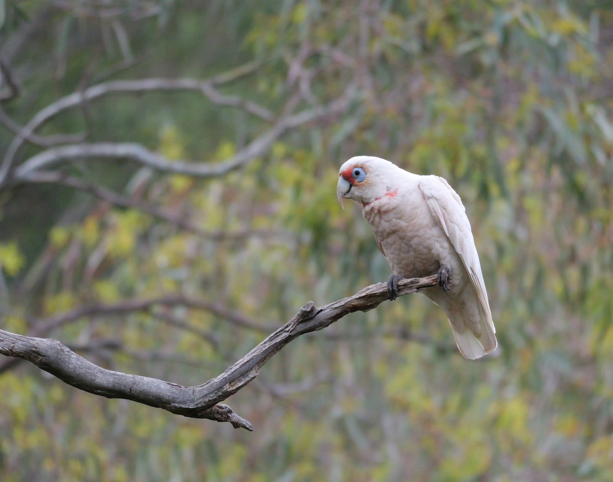 Long-billed Corella - ML644399978