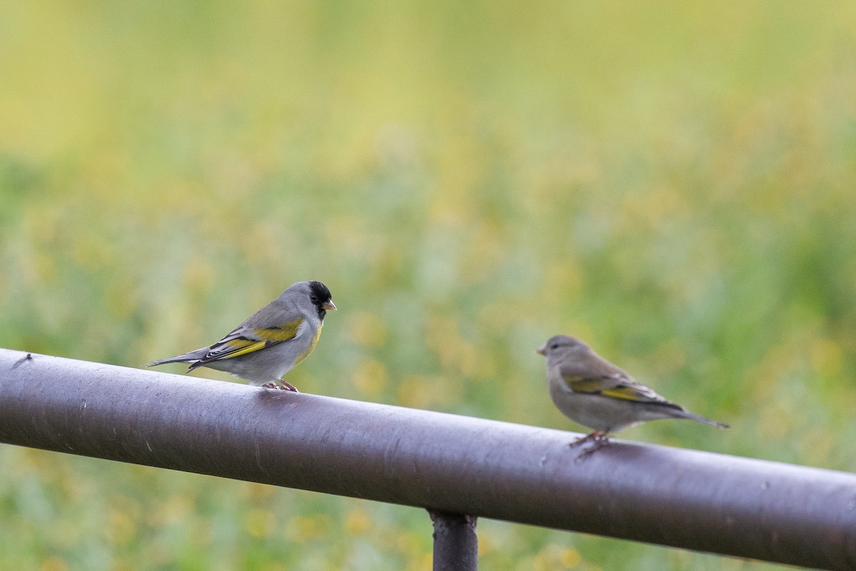 Lawrence's Goldfinch - ML644399983