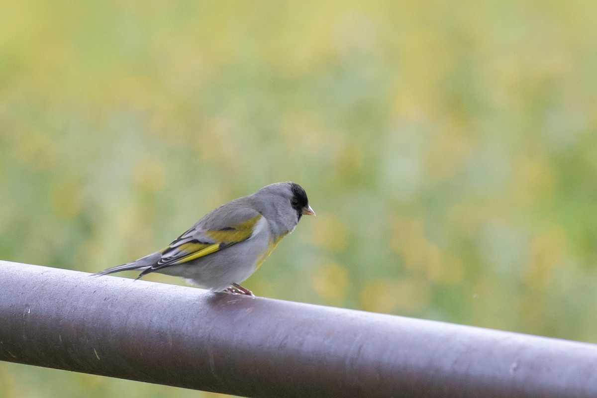 Lawrence's Goldfinch - ML644399984