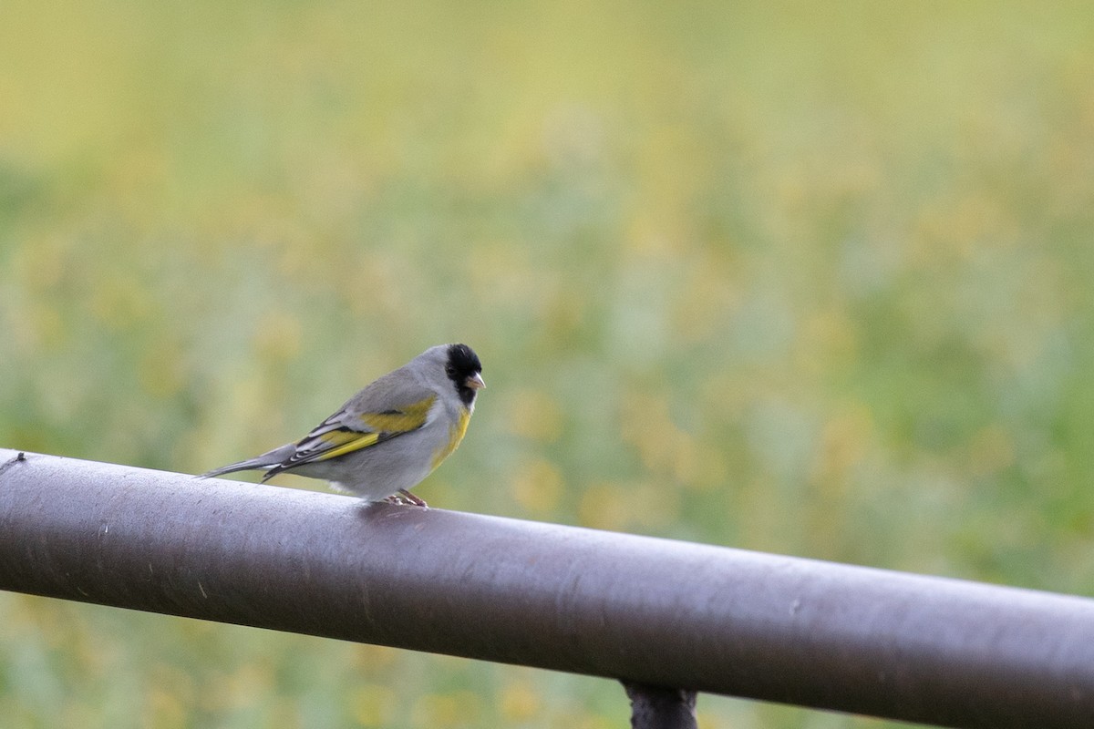 Lawrence's Goldfinch - ML644399985