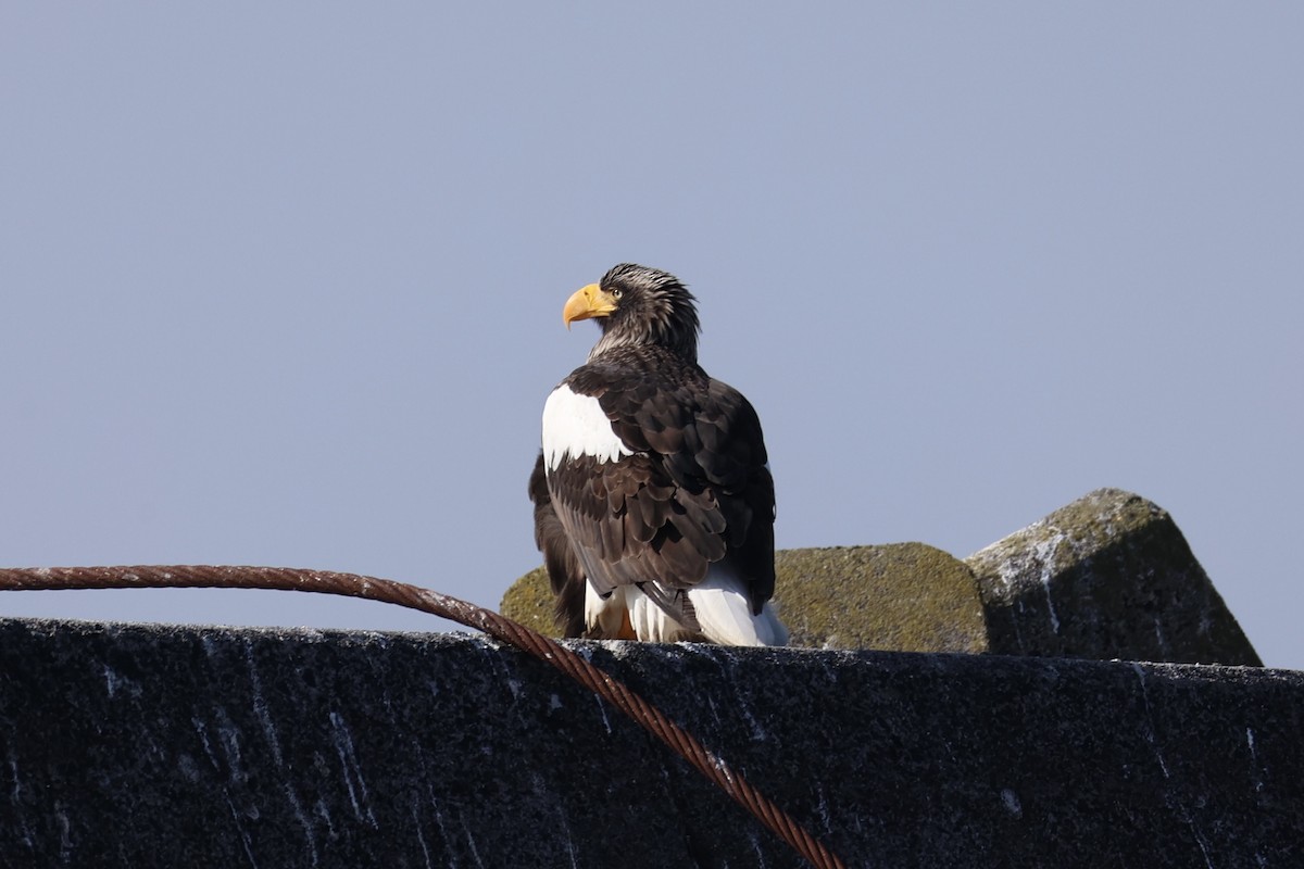 kjempehavørn - ML644399987