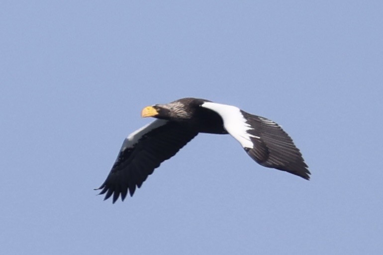 kjempehavørn - ML644399989