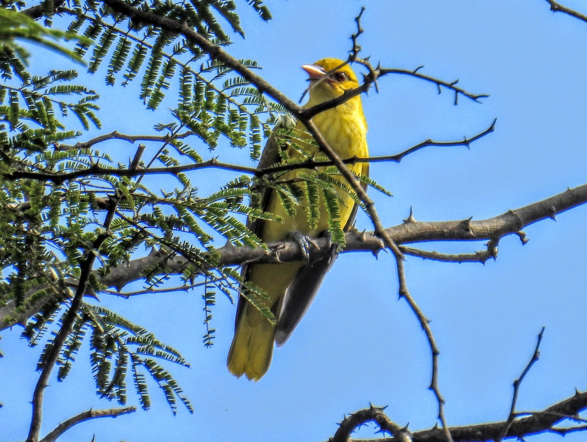 זהבן הודי - ML644399990