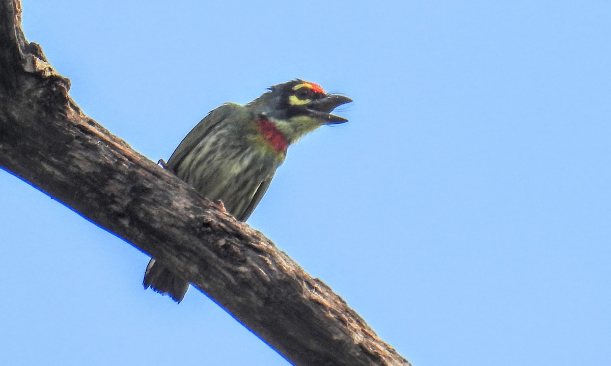 Barbu à plastron rouge - ML644399995