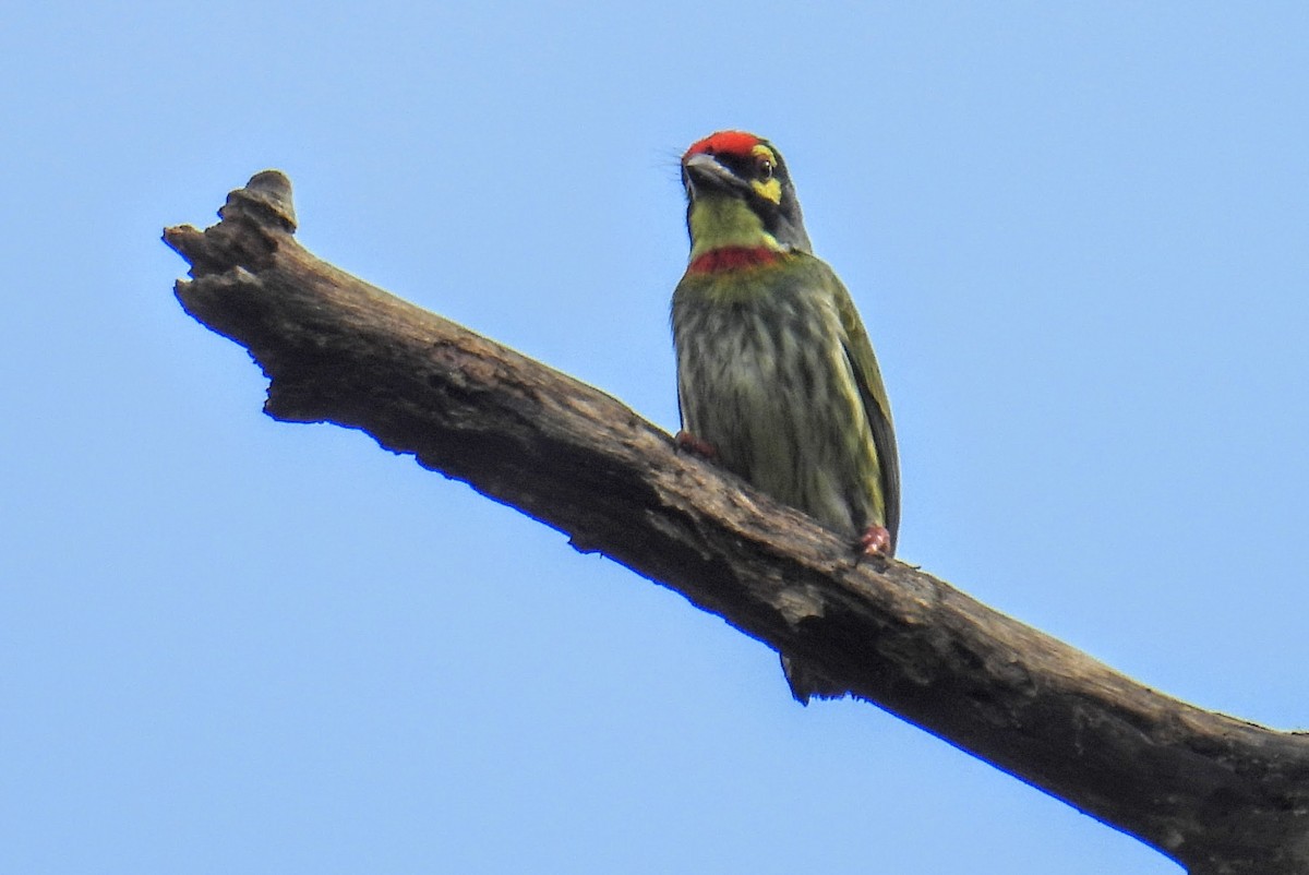 Barbu à plastron rouge - ML644399996