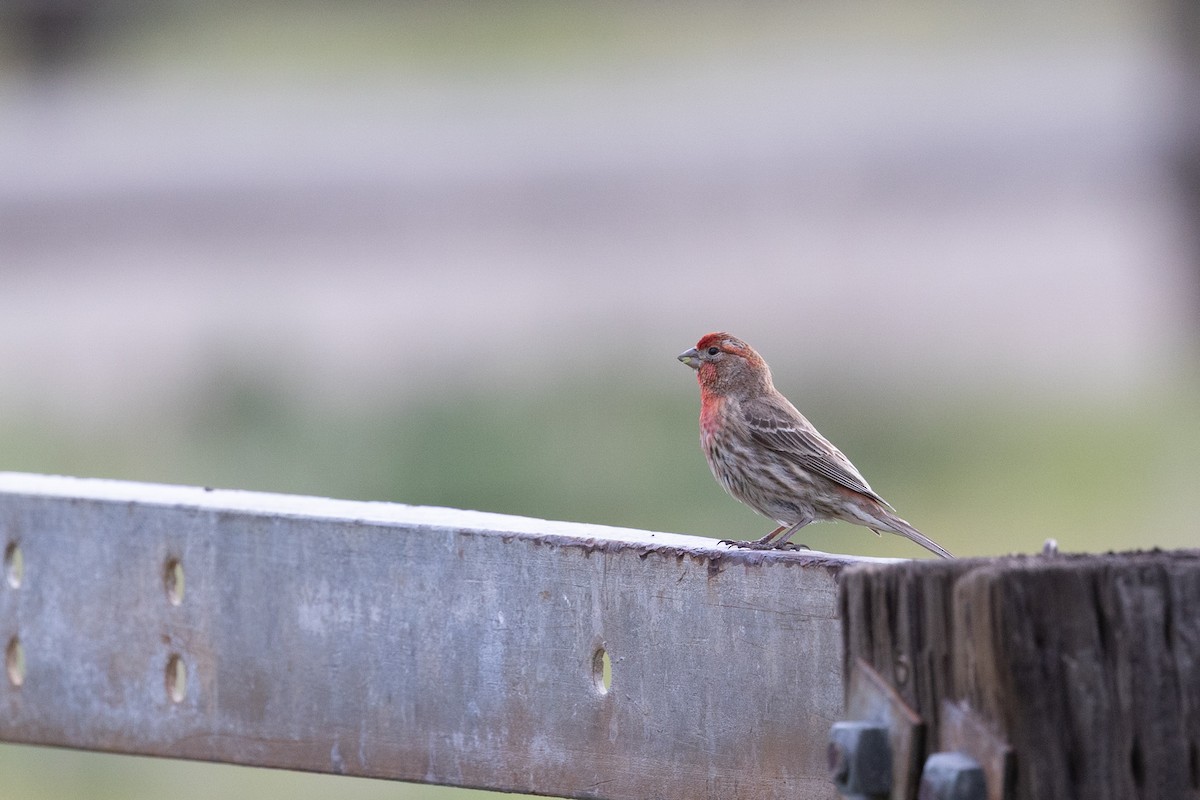 Чечевиця садова - ML644399997