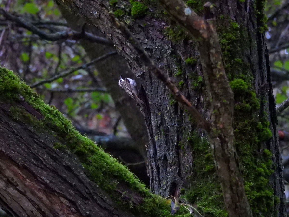 Хөвчийн бялзуумар - ML644400000