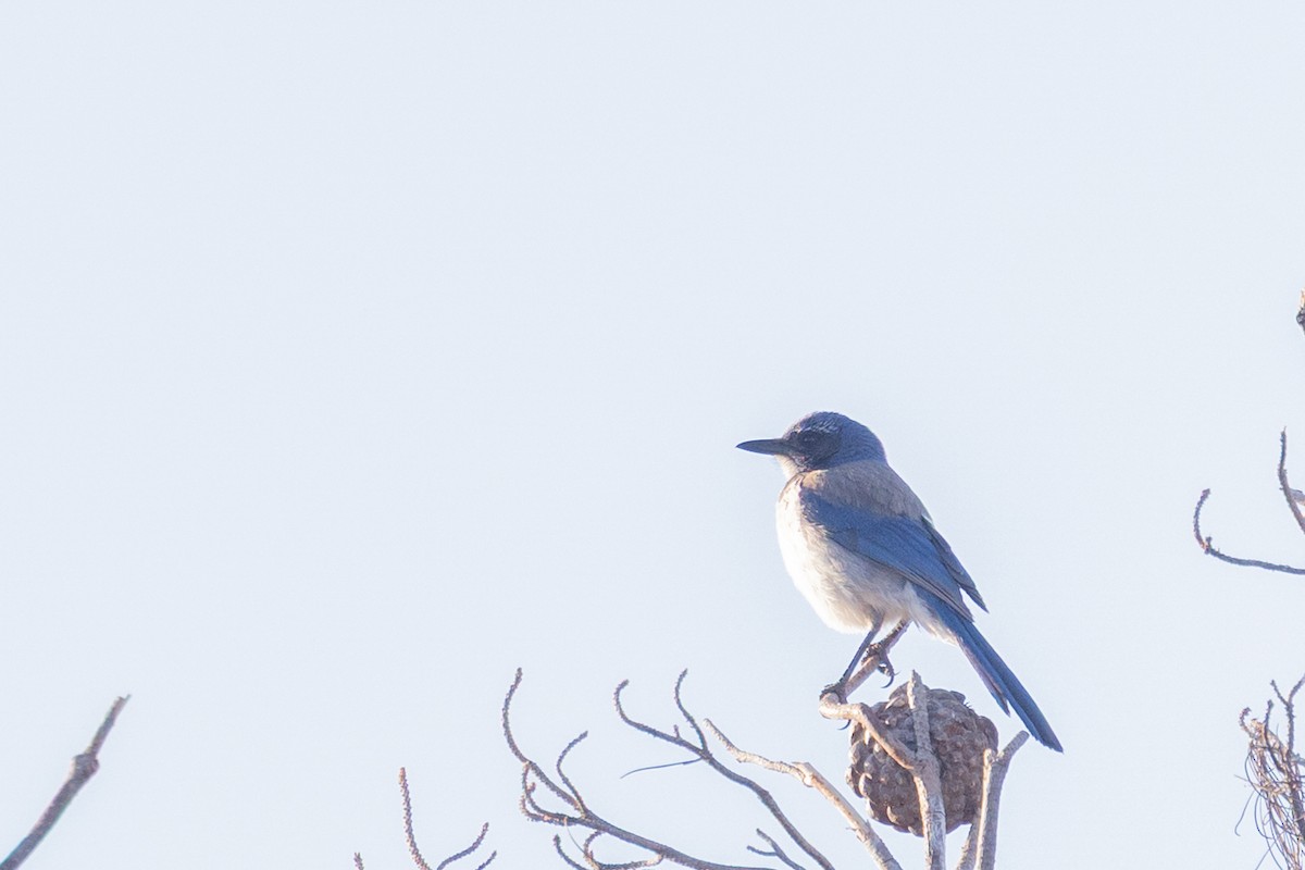 Geai buissonnier - ML644400001