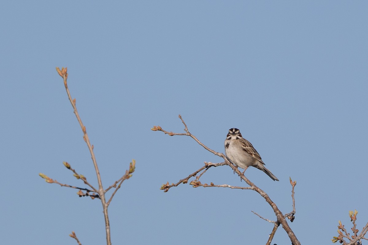 Lark Sparrow - ML644400007