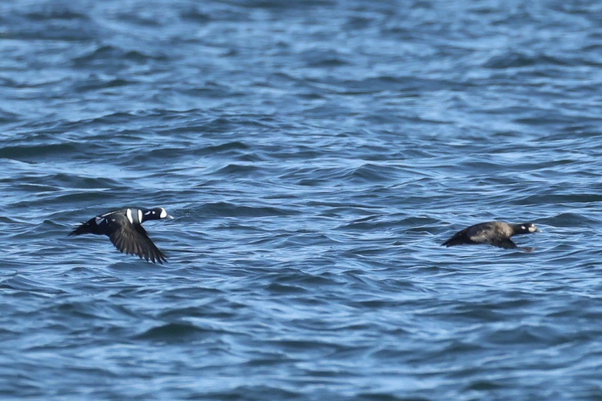 Harlequin Duck - ML644400011