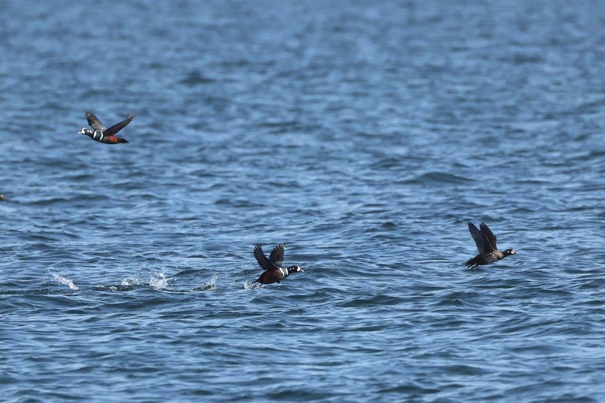 Harlequin Duck - ML644400014
