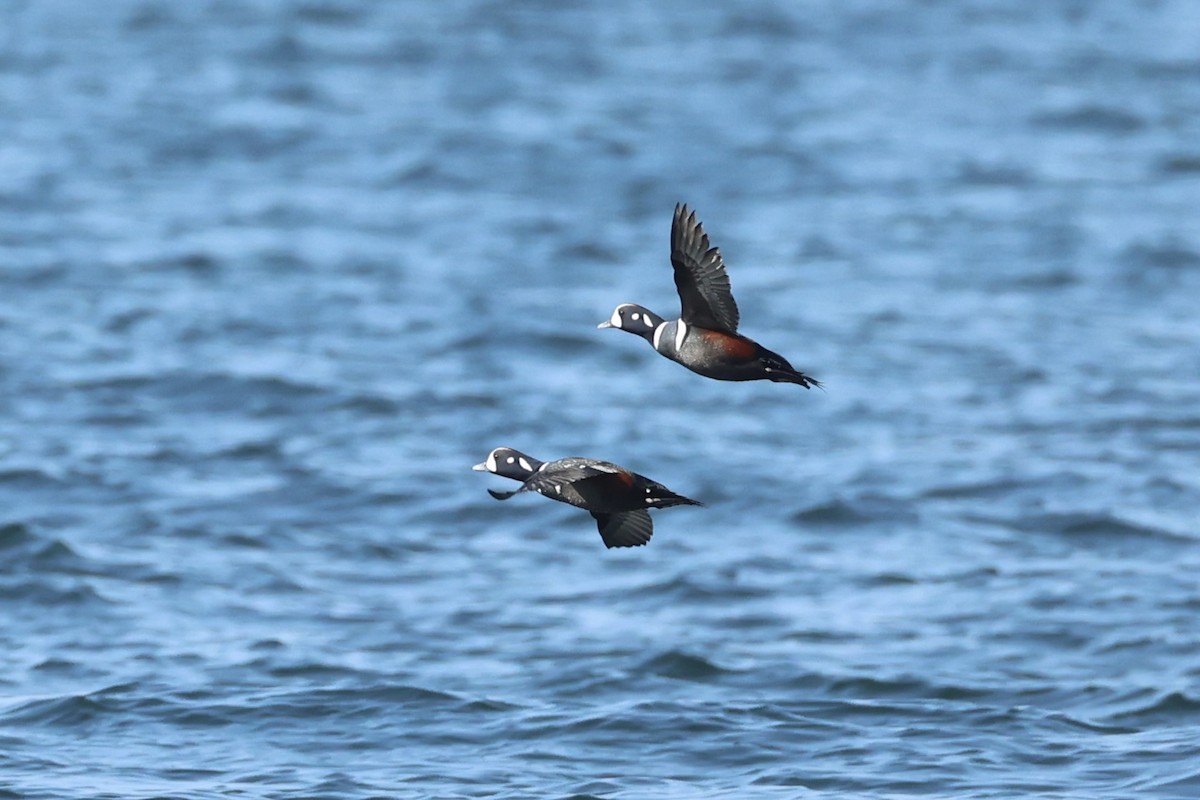 Harlequin Duck - ML644400017