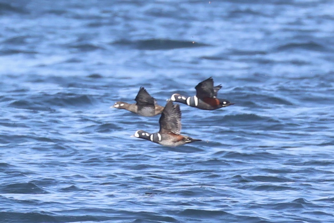 Harlequin Duck - ML644400018