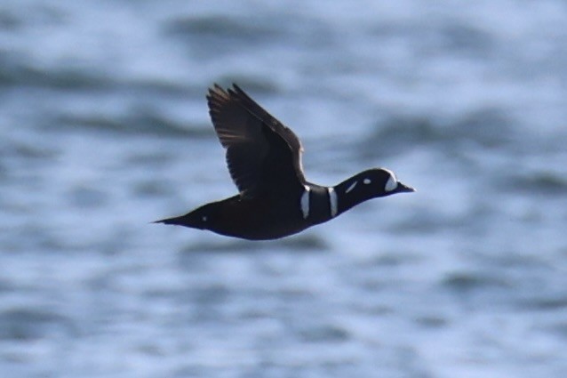 Harlequin Duck - ML644400019