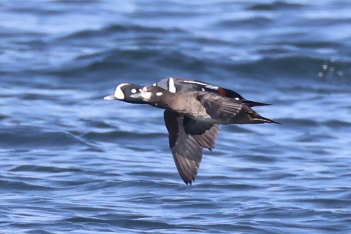 Harlequin Duck - ML644400020