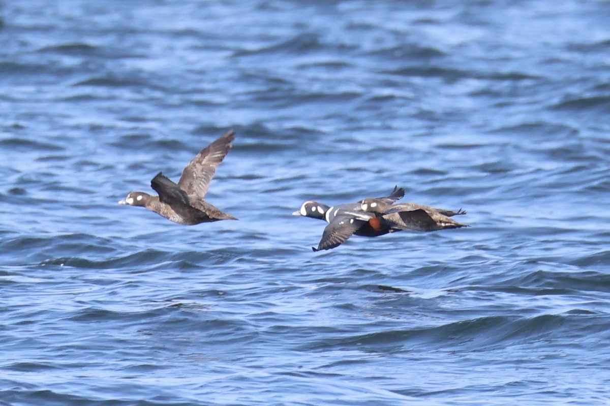 Harlequin Duck - ML644400021