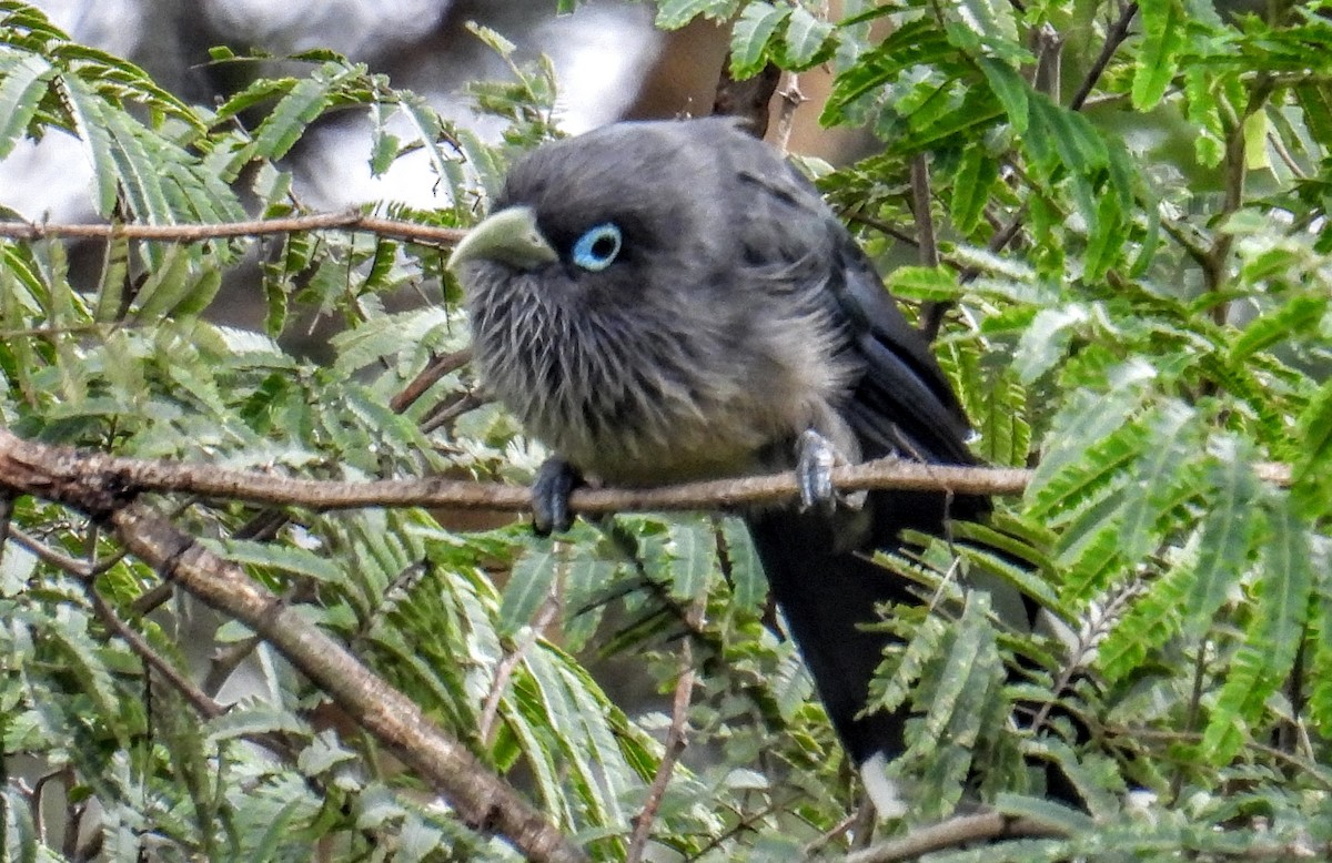 Blue-faced Malkoha - ML644400026
