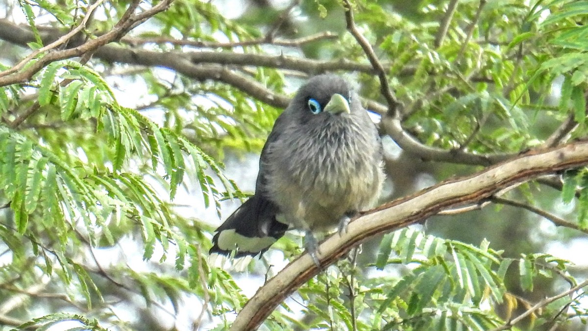 Blue-faced Malkoha - ML644400027