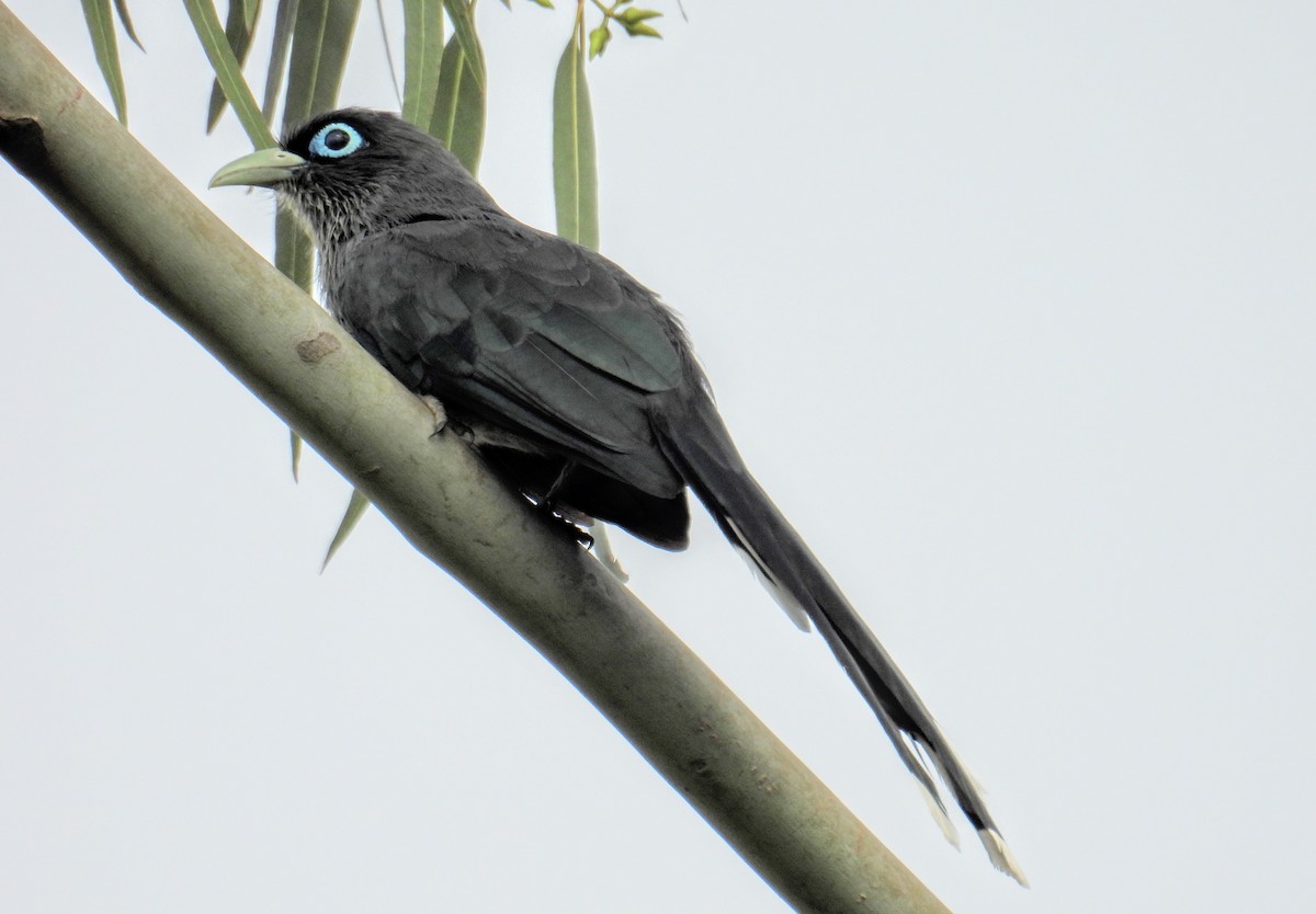Blue-faced Malkoha - ML644400028