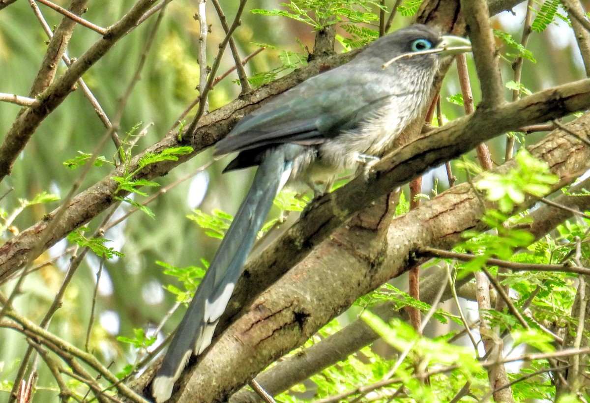 Blue-faced Malkoha - ML644400029