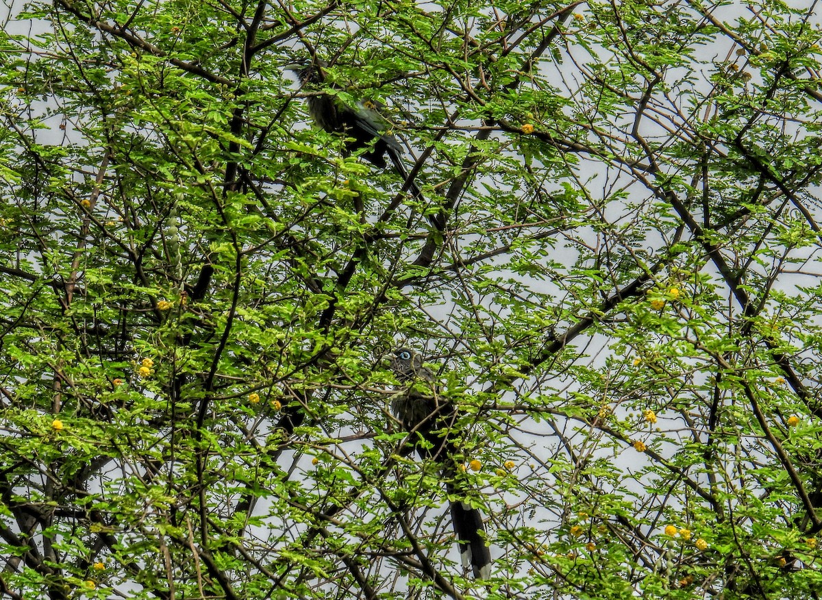 Blue-faced Malkoha - ML644400030