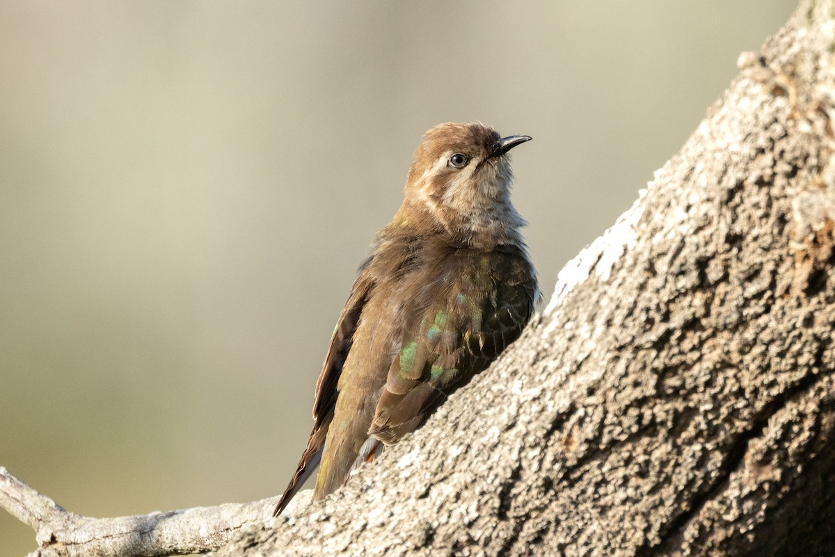 マミジロテリカッコウ - ML644400032