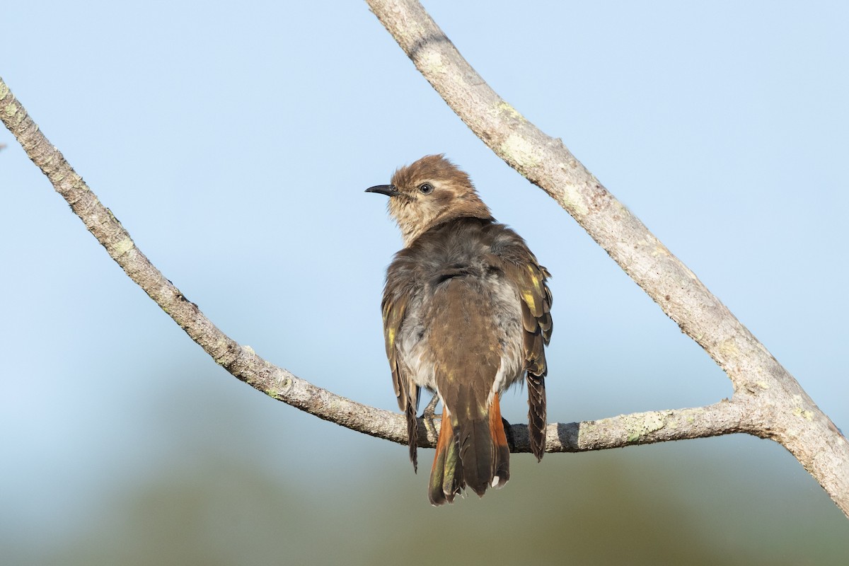 マミジロテリカッコウ - ML644400033