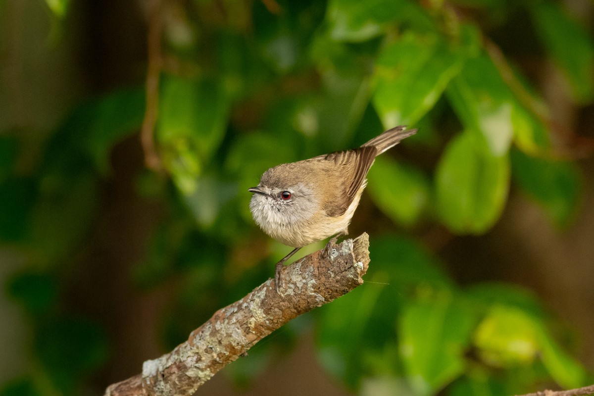 Brown Gerygone - ML644400035