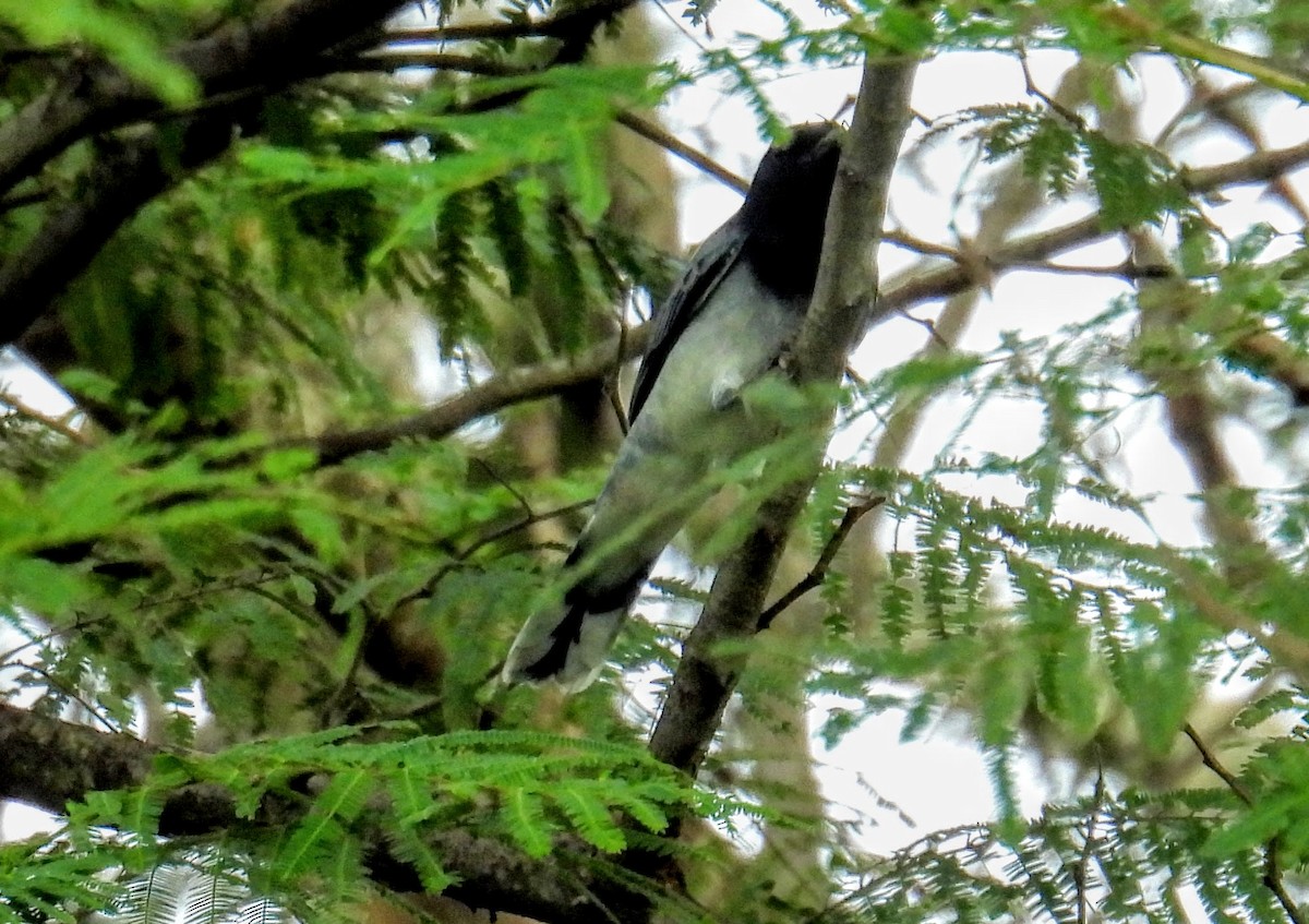 Чернокрылый личинкоед-свистун - ML644400046