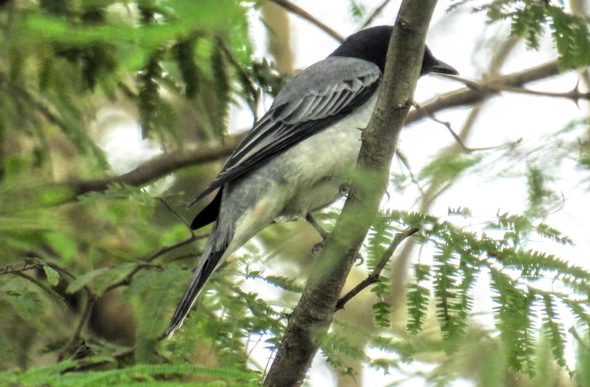 Чернокрылый личинкоед-свистун - ML644400047