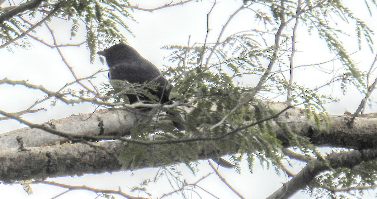 Чернокрылый личинкоед-свистун - ML644400051