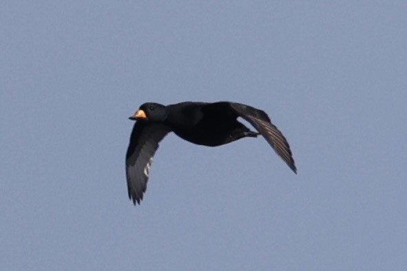 amerikasvartand - ML644400054