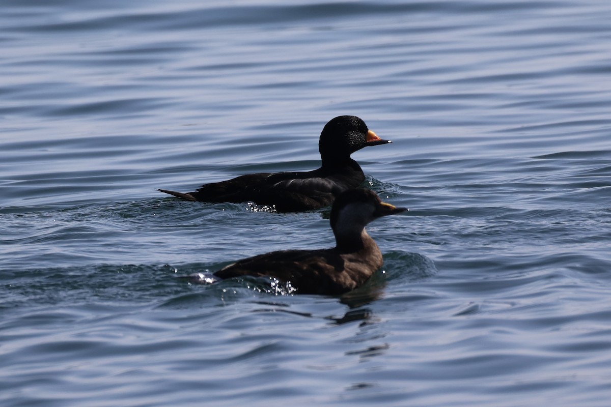 amerikasvartand - ML644400055