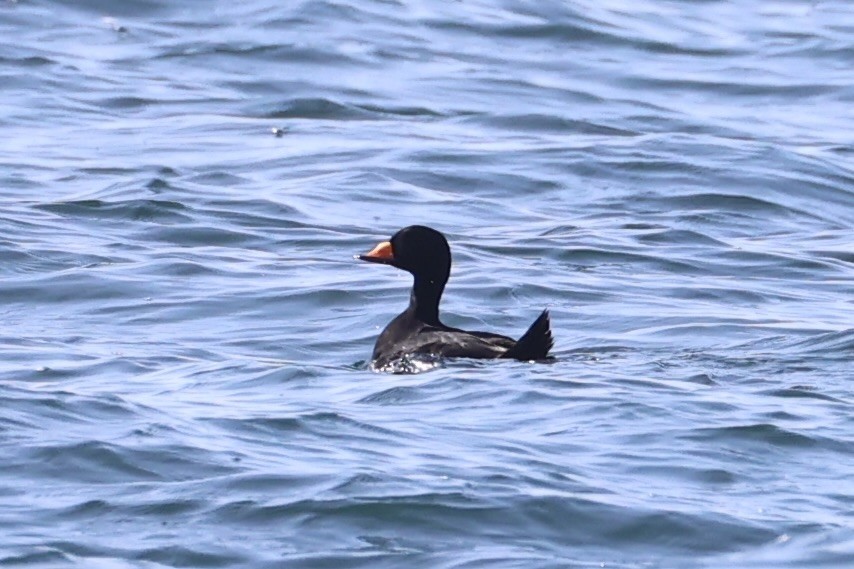 amerikasvartand - ML644400056