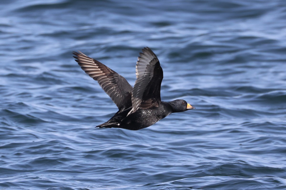 amerikasvartand - ML644400057