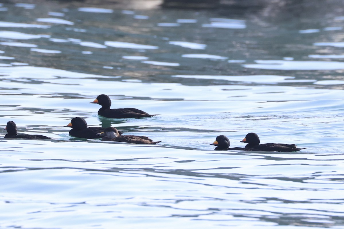 amerikasvartand - ML644400058