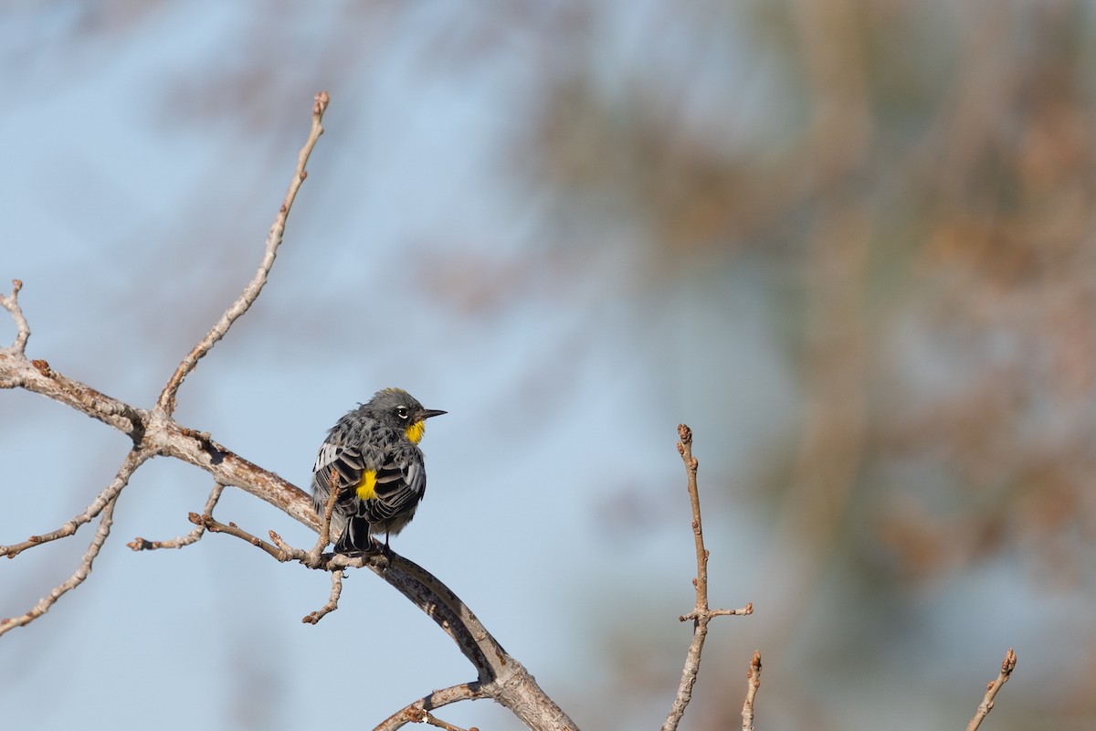 Yellow-rumped Warbler - ML644400062