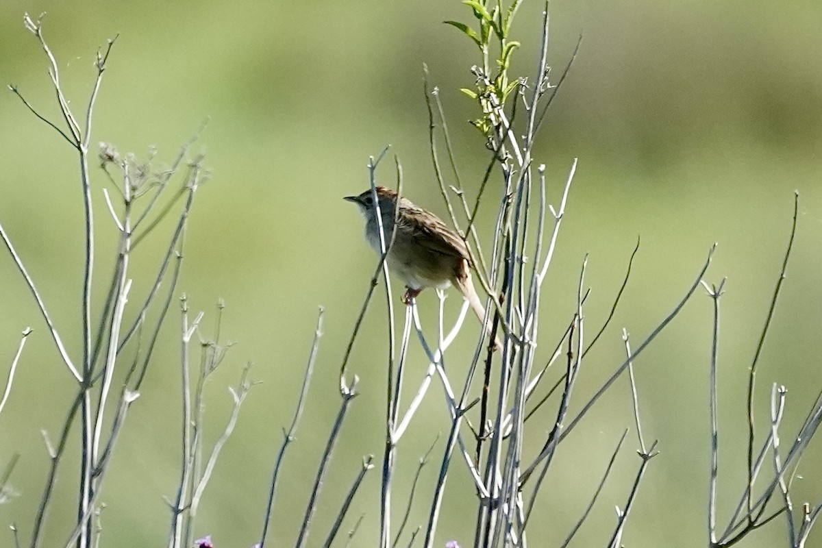 Матата руда - ML644400065