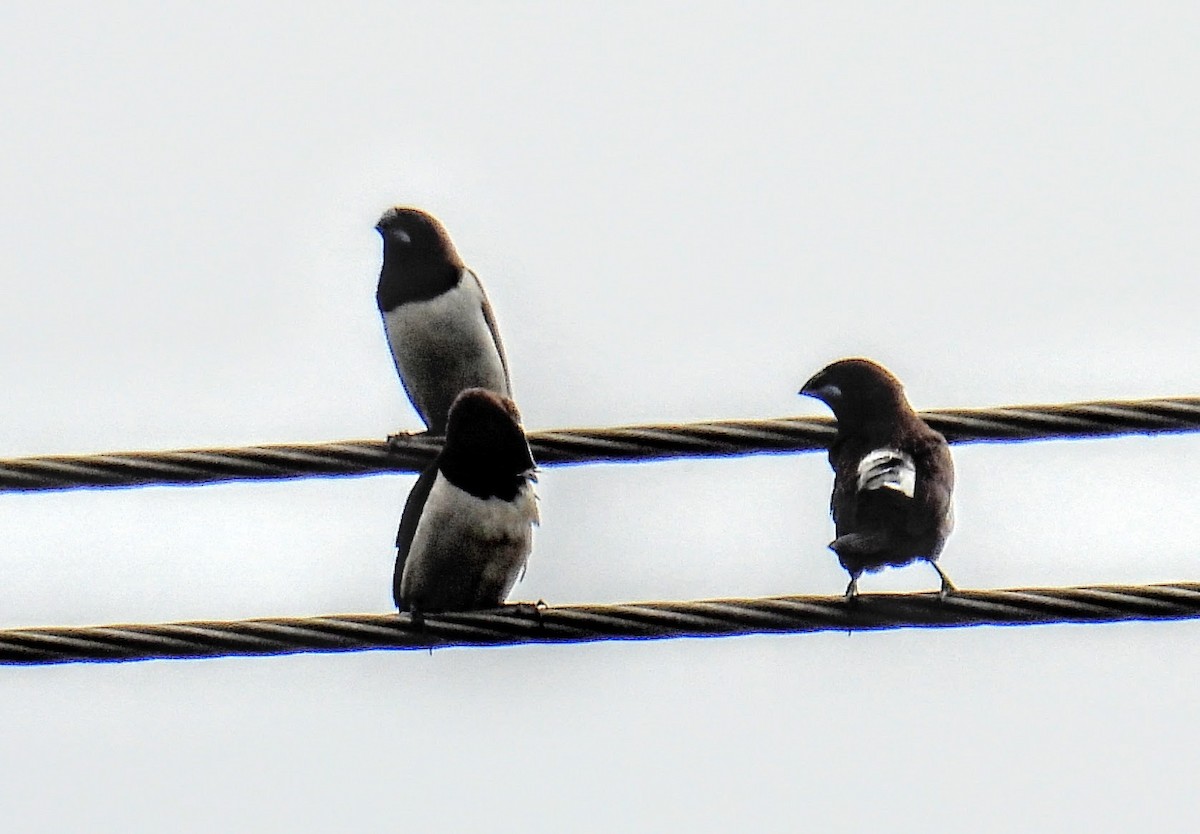 hvitgumpnonne - ML644400066