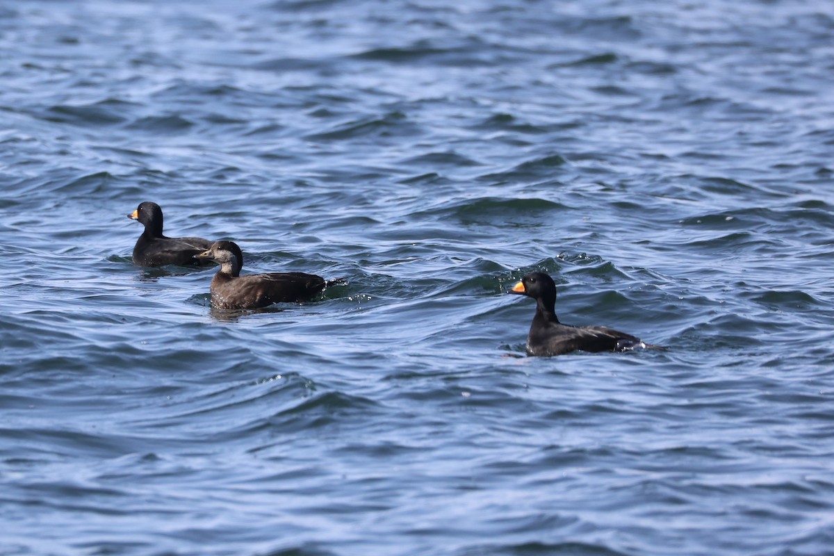 amerikasvartand - ML644400069