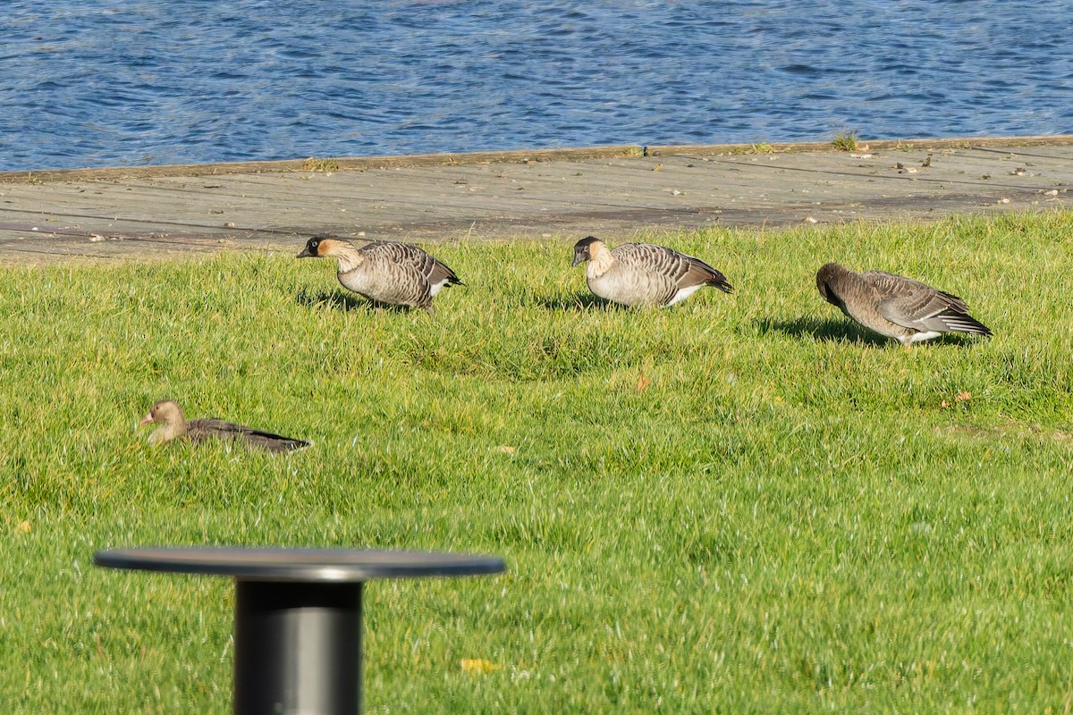 ハワイガン - ML644400071